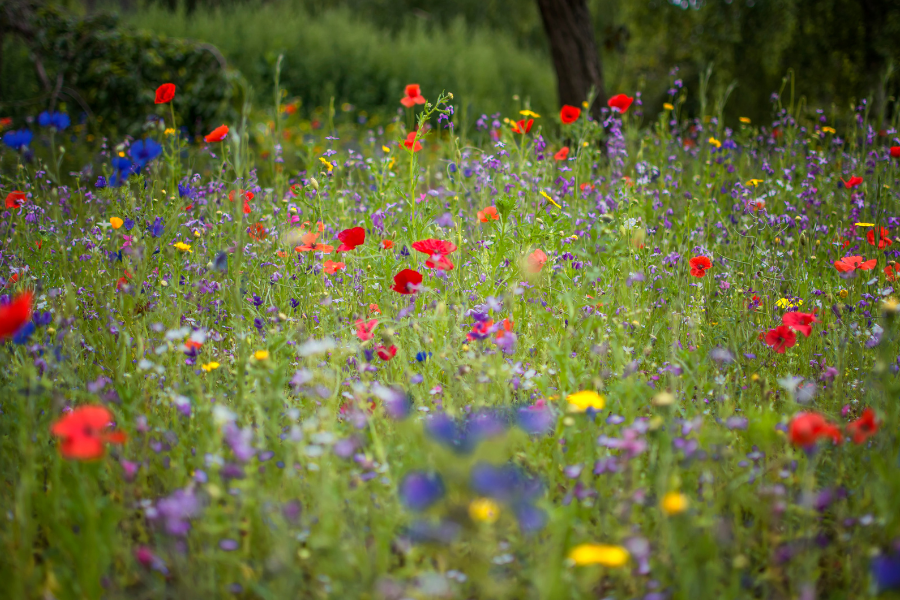 Blooming Heck UK blooming-heck-uk
